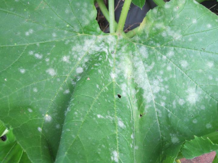 Home remedies for powdery mildew