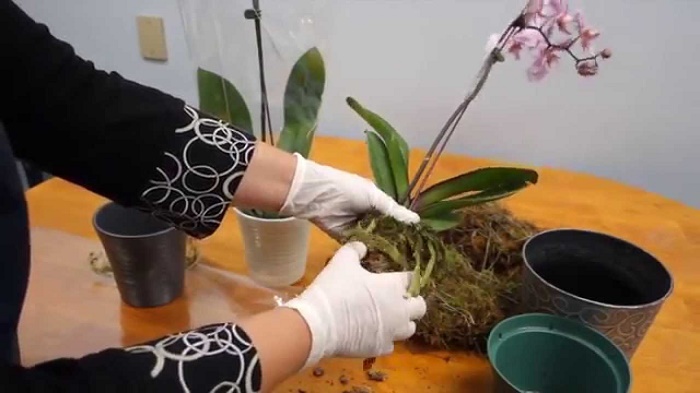 Care of orchids in winter: How to do it perfectly?
