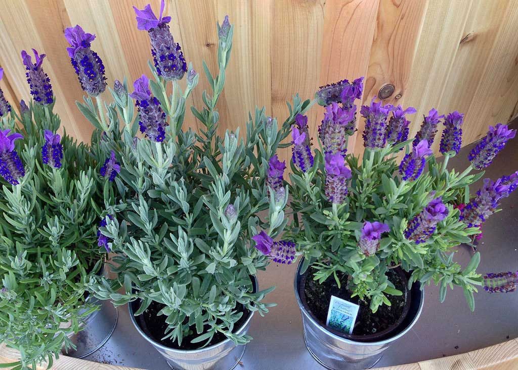 12 types of lavender plants and their names