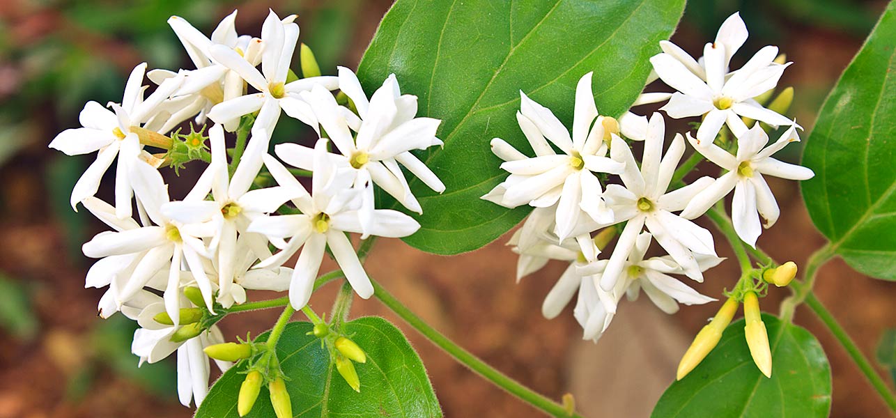 9 types of jasmine and their names