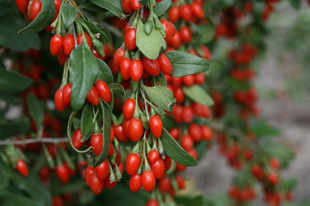Steps on growing goji berries in your garden