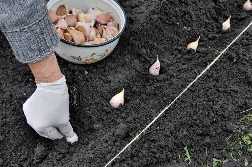 How and When to plant garlic?