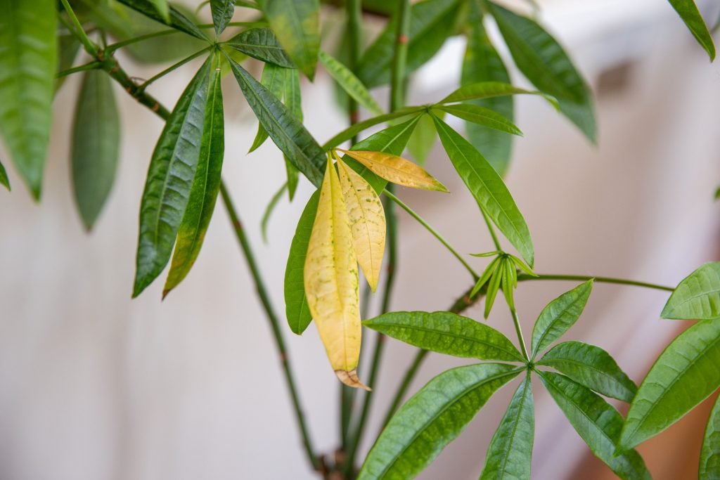 how to fix yellow leaves on plants