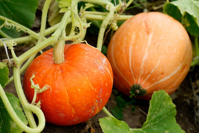 When to harvest pumpkins? How to recognize that the pumpkin is ripe?