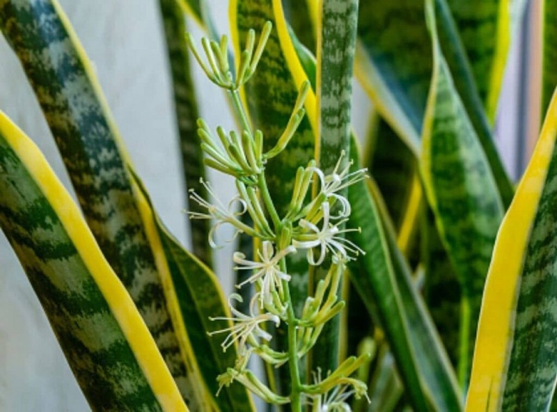 Snake Plant Flower Care – Sansevieria Growing Tips