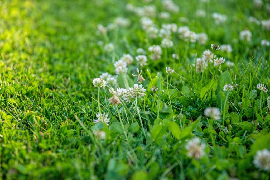 Will Clover Grow in Shade