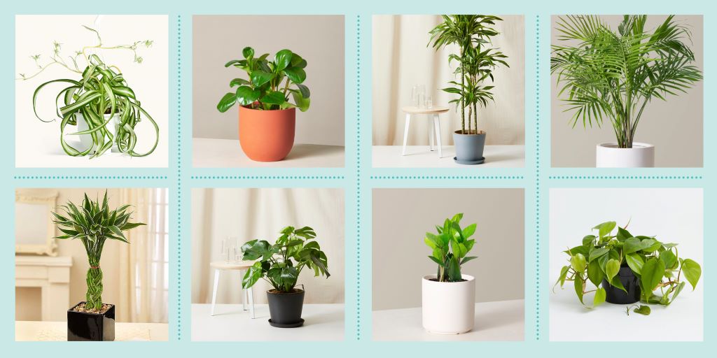 The Best Plants for Dark Rooms