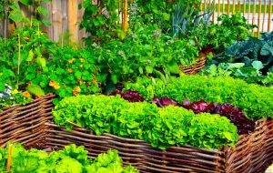 Green Organic Vegetable