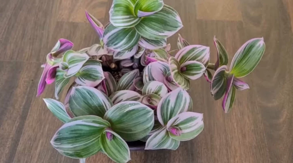 How to Care for Tradescantia Bubblegum: A Splash of Color for Your Home