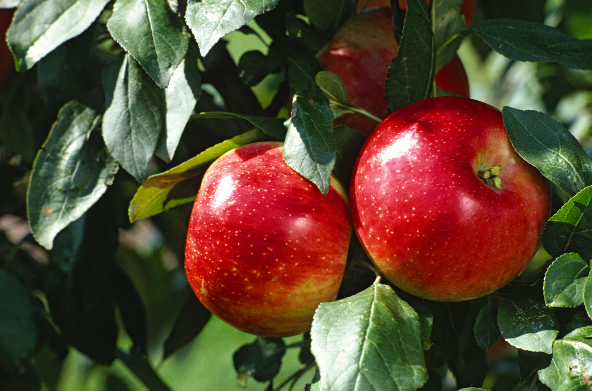 The Best Apple Trees for Juicing