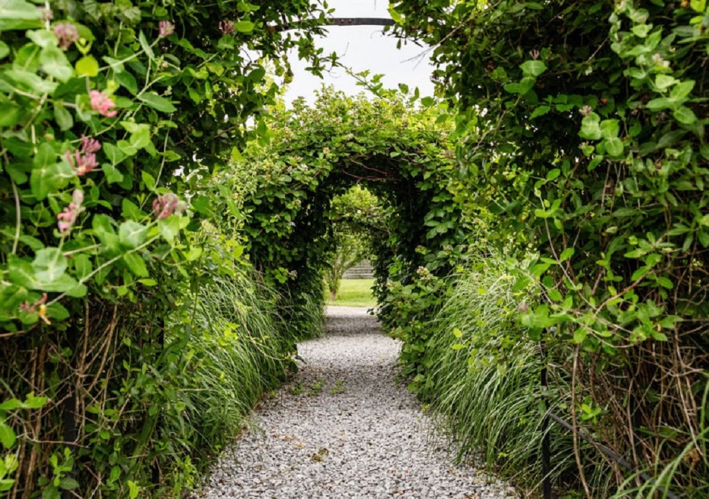 How long does it take for a living fence to provide privacy